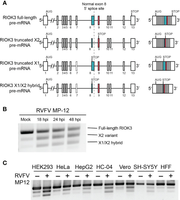 Figure 1