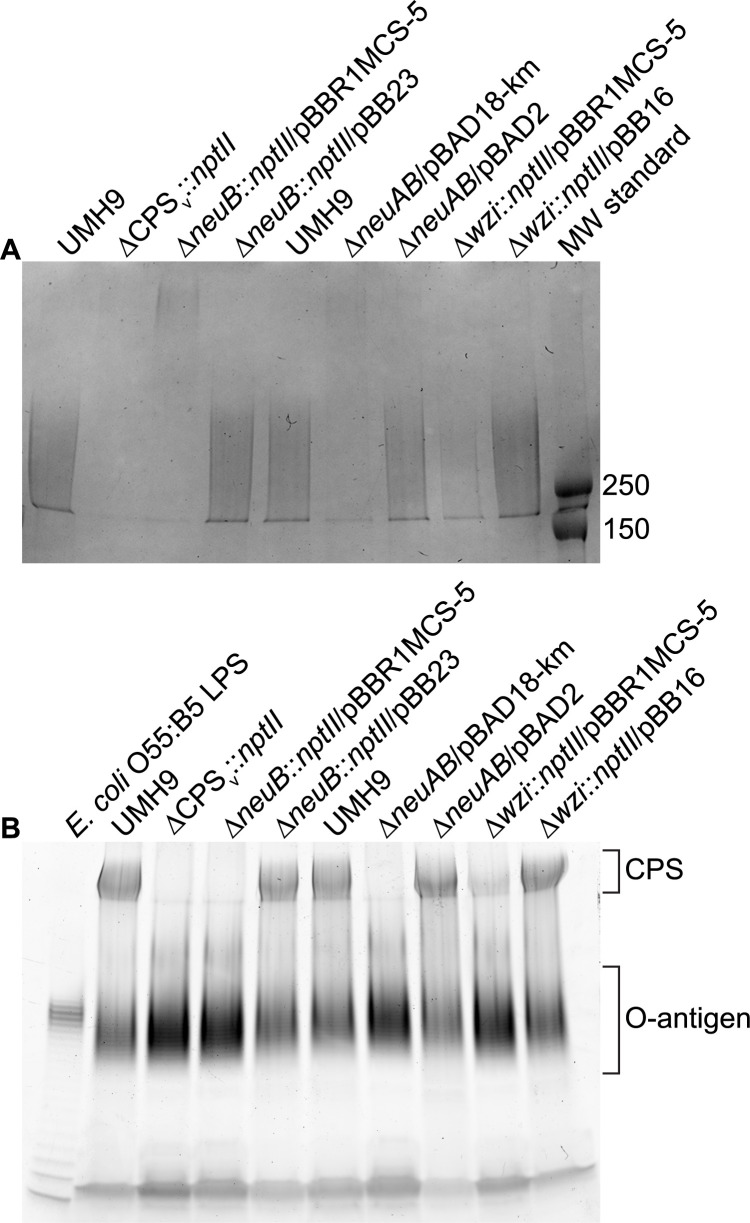 Fig 5