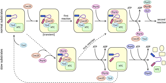 FIGURE 1.