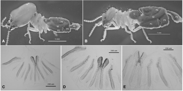 Fig. 3