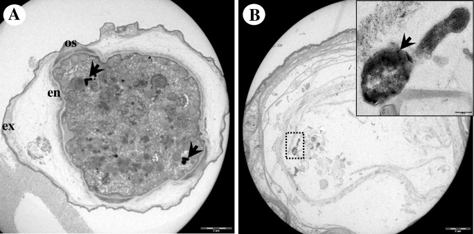 Fig 11