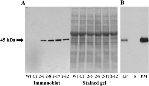 Figure 2.