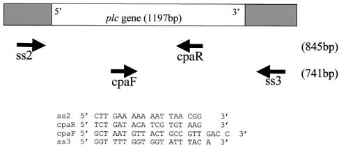 FIG. 1.