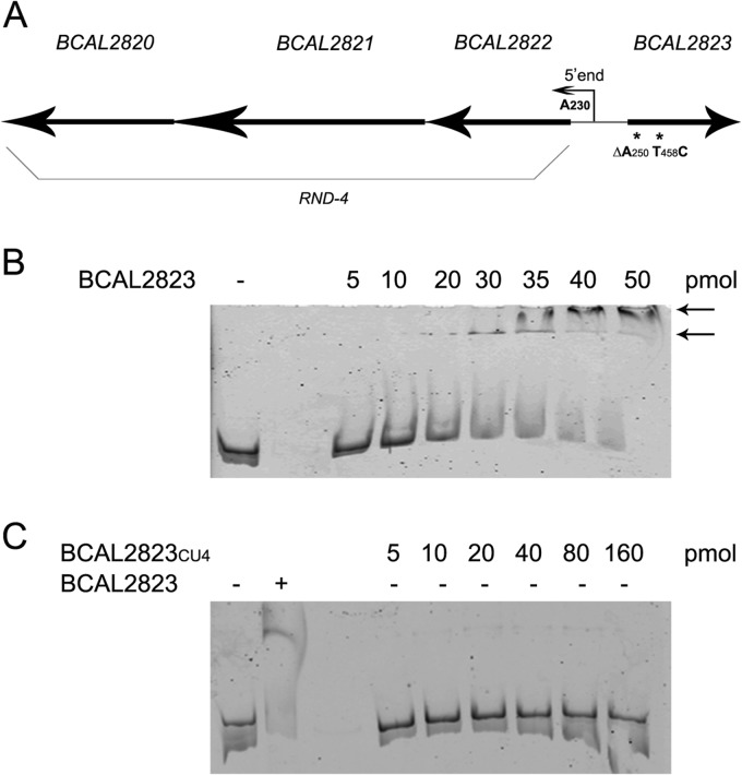 FIG 2