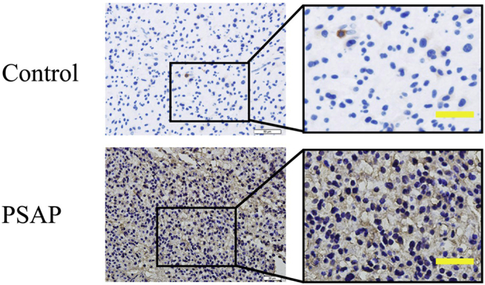 Supplementary Fig. 1