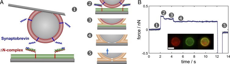 Fig. 1.