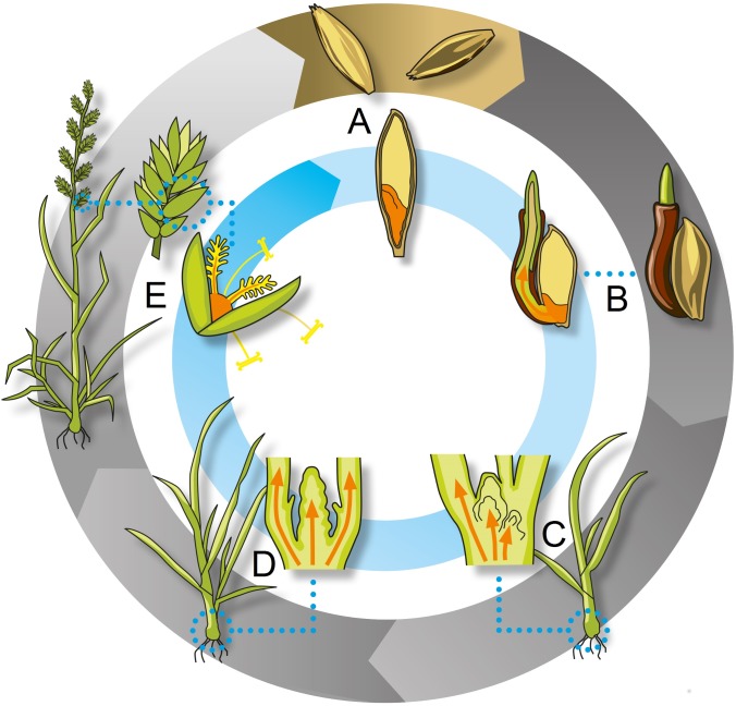 FIGURE 1