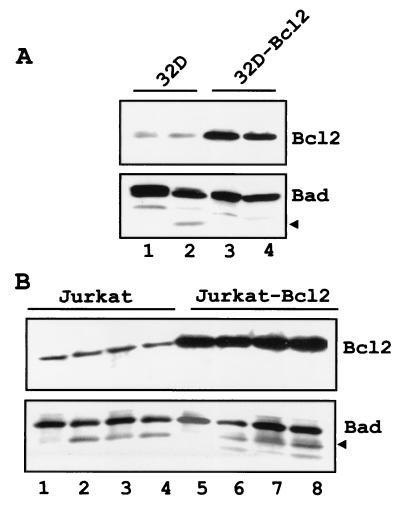 FIG. 7