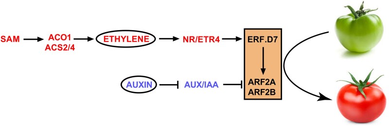 Figure 12