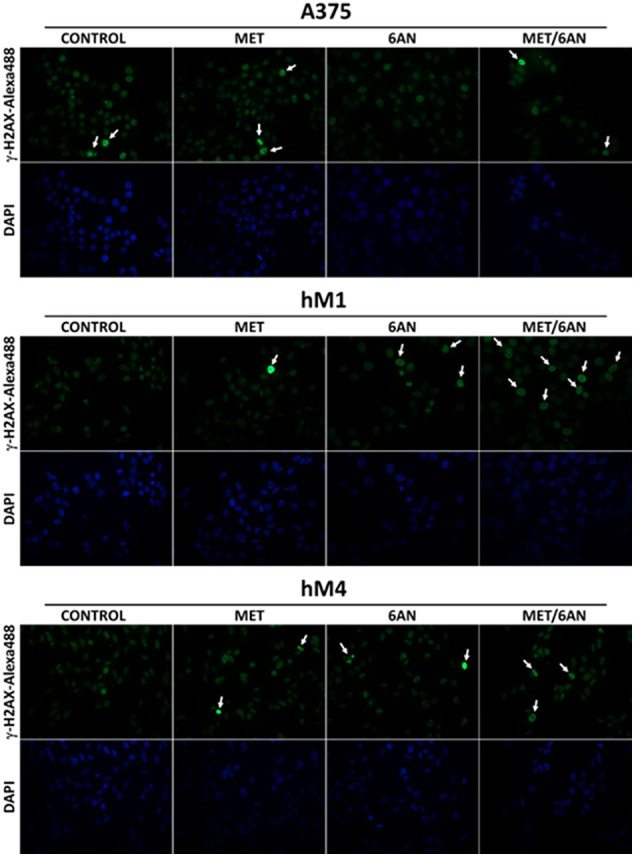 Supplementary Fig. S2