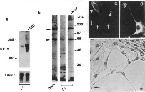 graphic file with name pnas01082-0057-a.jpg