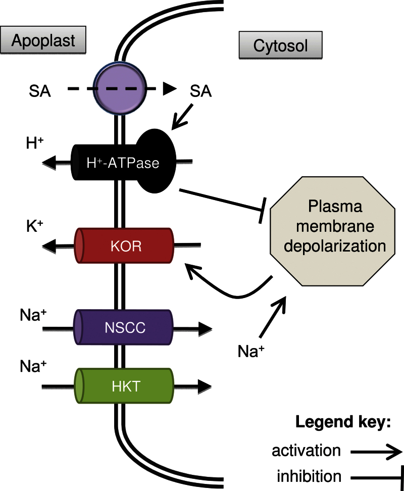 Fig. 9.