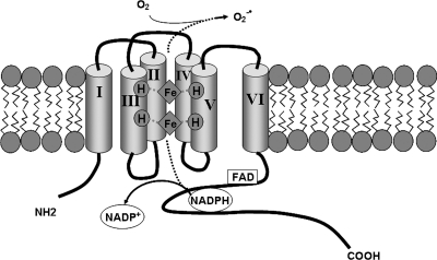 FIG. 1.