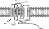 FIG. 1.
