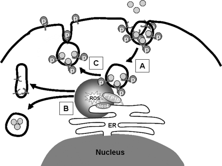 FIG. 4.