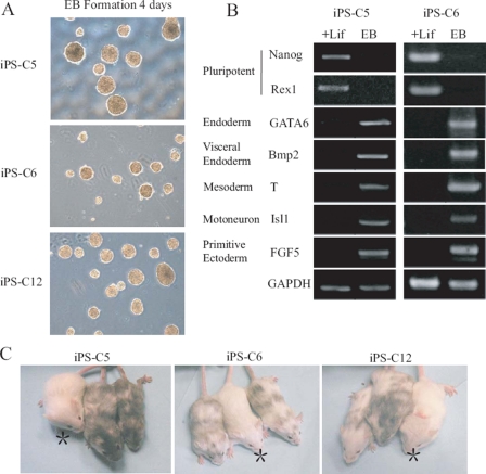 FIGURE 3.