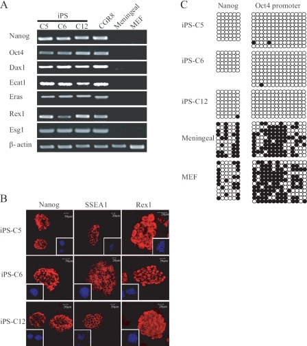 FIGURE 2.