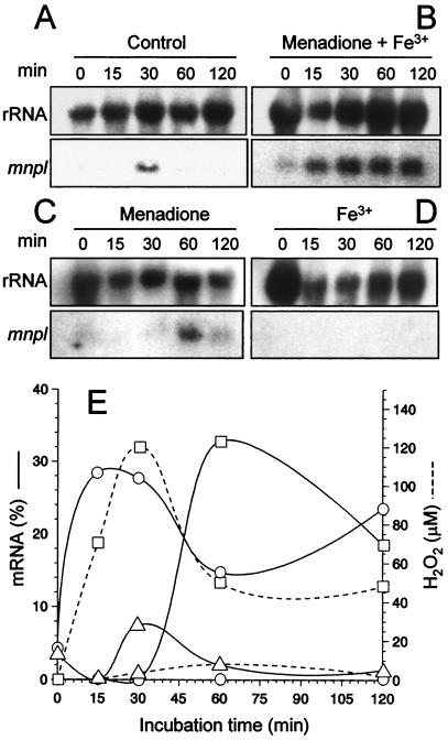 FIG. 5