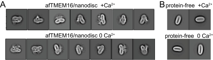 Figure 5—figure supplement 4.