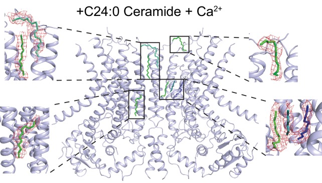 Figure 7—figure supplement 1.