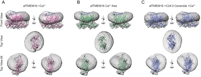 Figure 5—figure supplement 1.