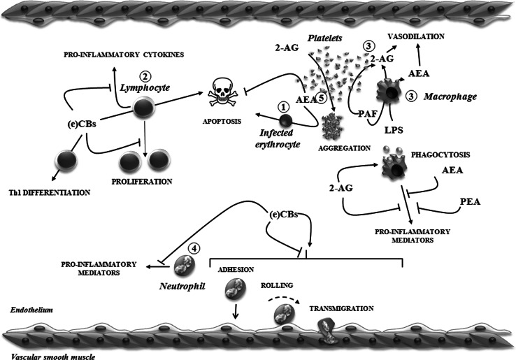 Fig. 2