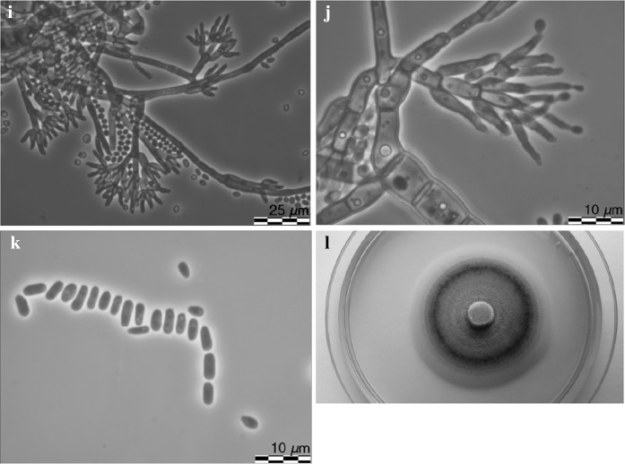 Fig. 10