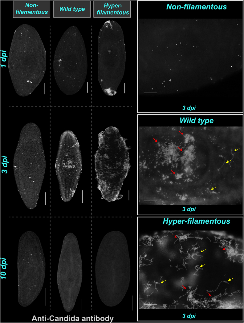 Figure 2: