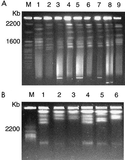 FIG. 5