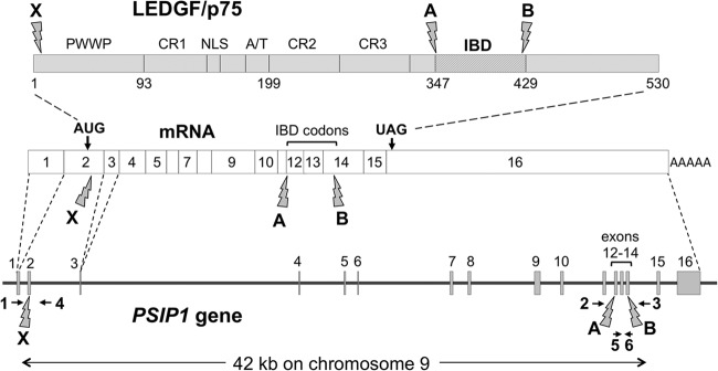 FIG 1