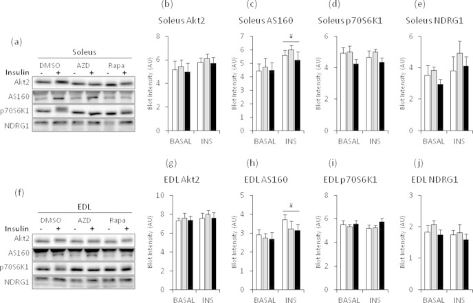 Supplemental Figure S3