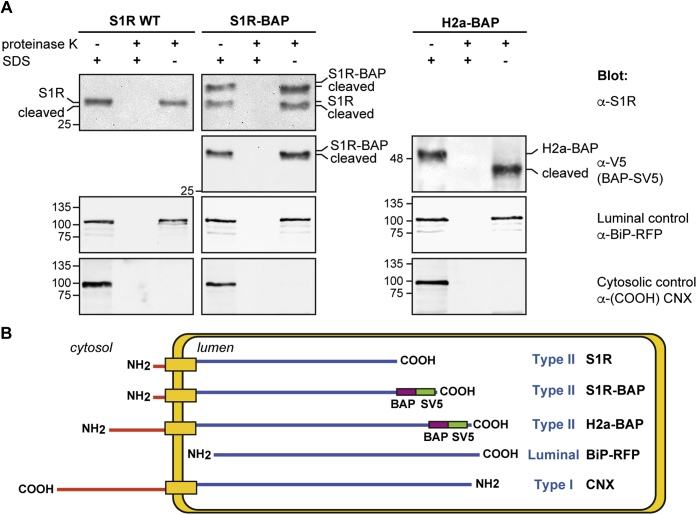 Figure 3