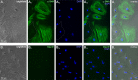 Figure 1—figure supplement 1.