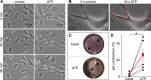 Figure 4—figure supplement 1.