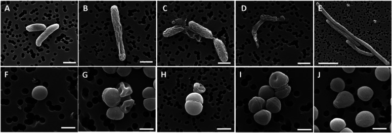 Fig. 8