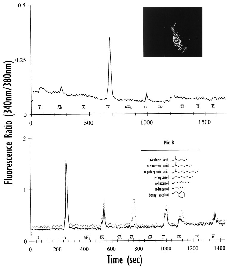 Fig. 9.