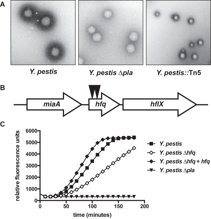 FIG 2 