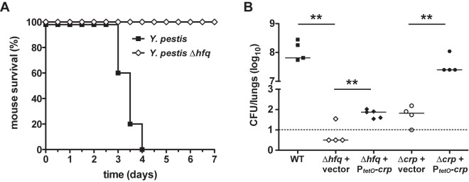 FIG 7 