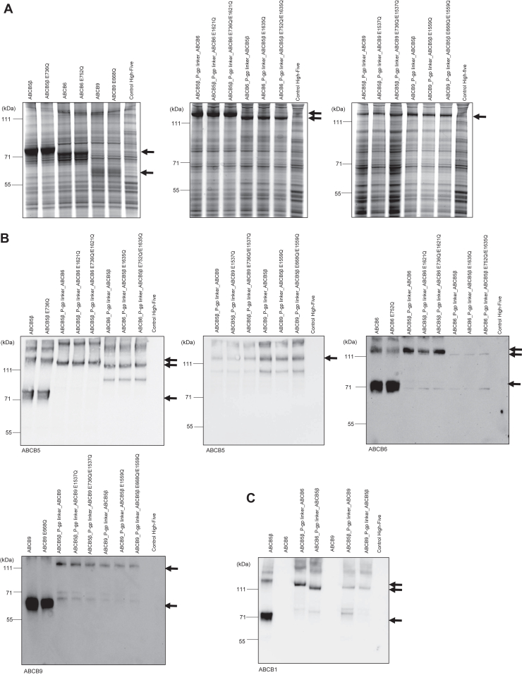 Figure 5