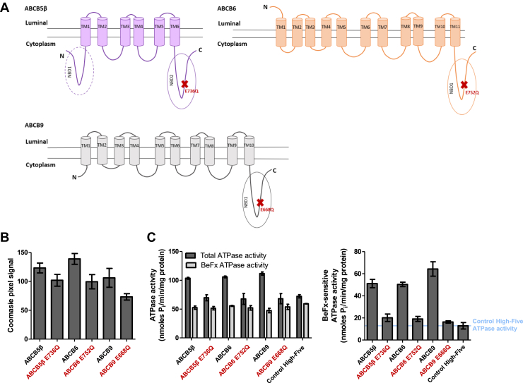 Figure 6