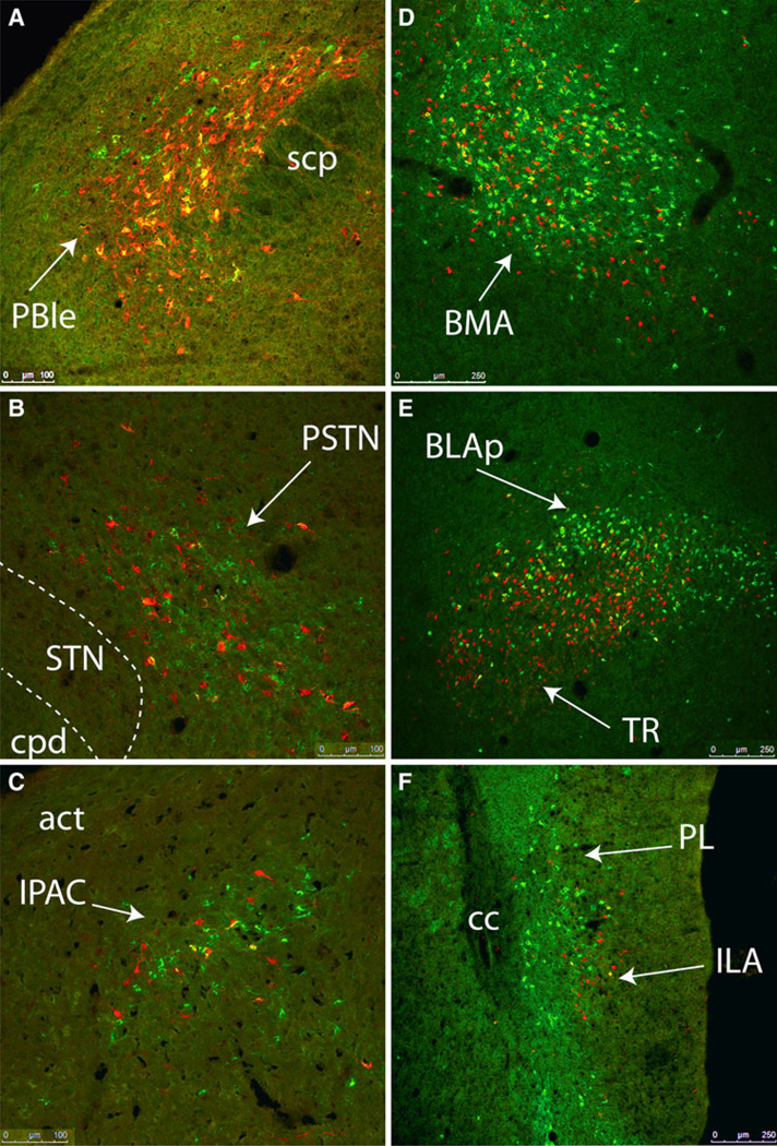 Fig. 13