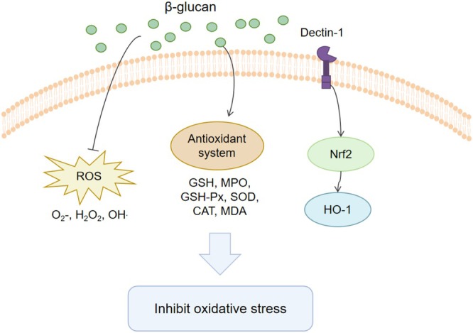 FIGURE 3