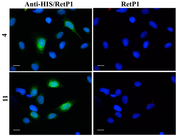 Figure 18