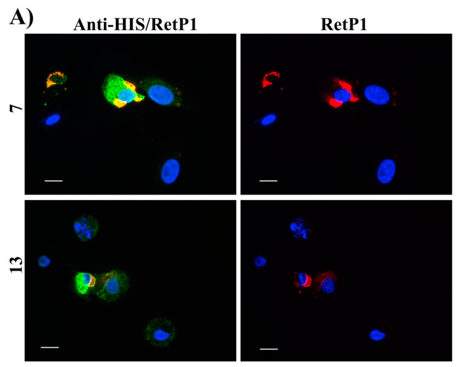 Figure 17