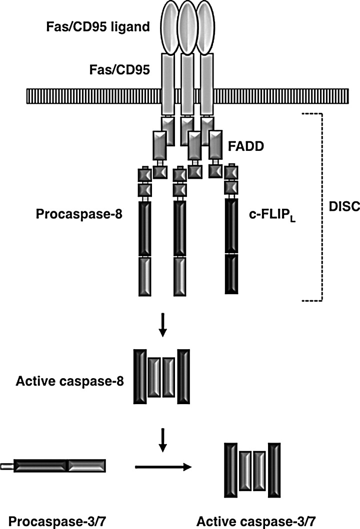 FIG. 1.