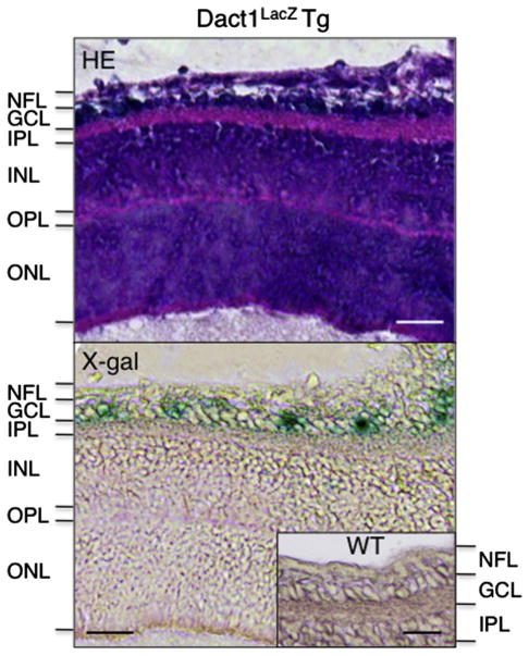 Fig. 5