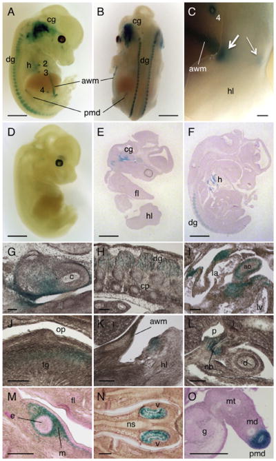 Fig. 2