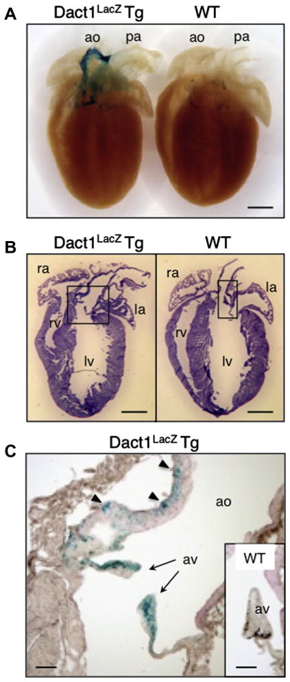 Fig. 6