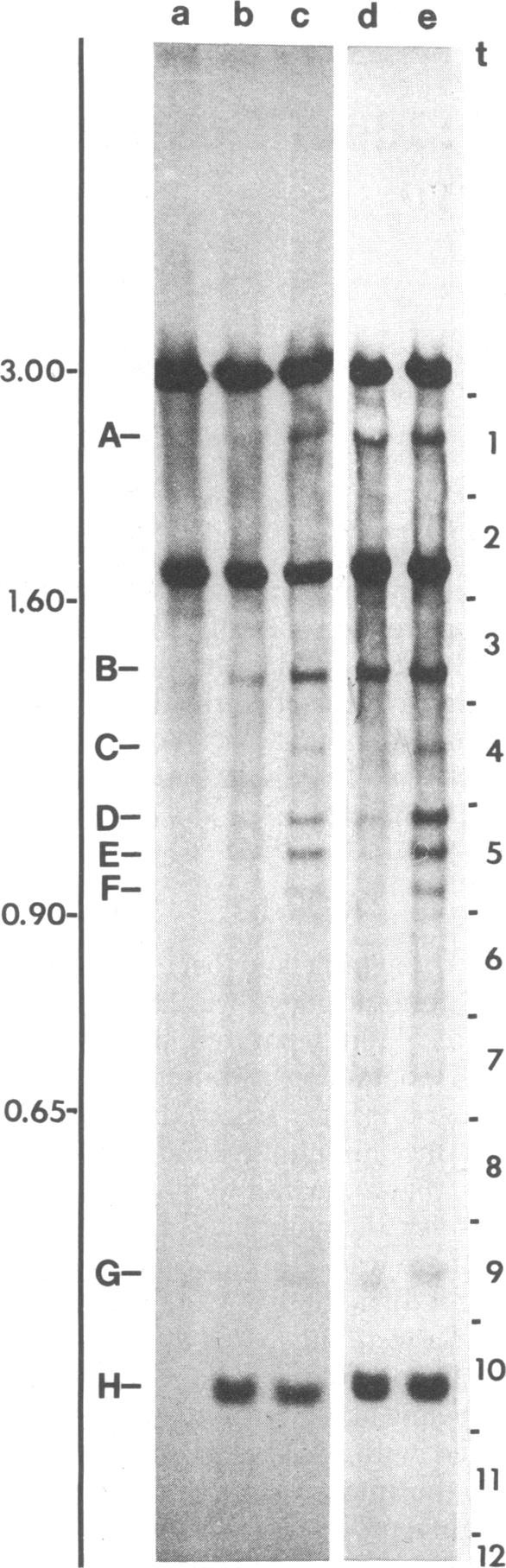 graphic file with name pnas00003-0168-a.jpg