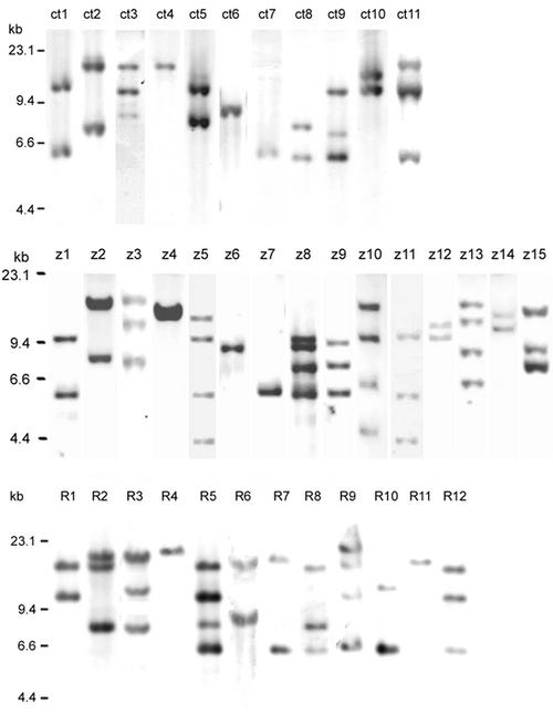 FIG. 2.